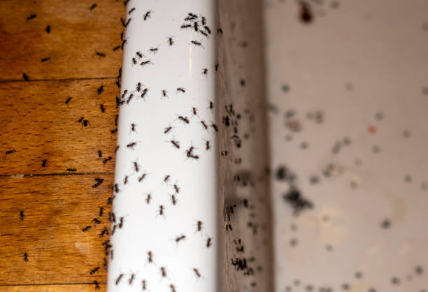 Best Mosquito Control Services  in Mounds View, MN
