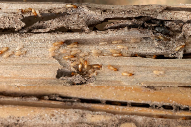 Best Wasp Removal Services  in Mounds View, MN