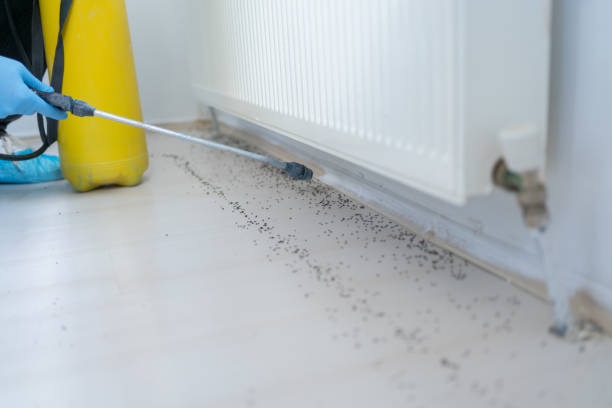 Best Termite Control Services  in Mounds View, MN
